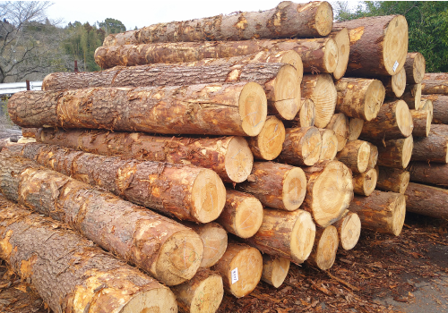 国産地松(アカマツ)について