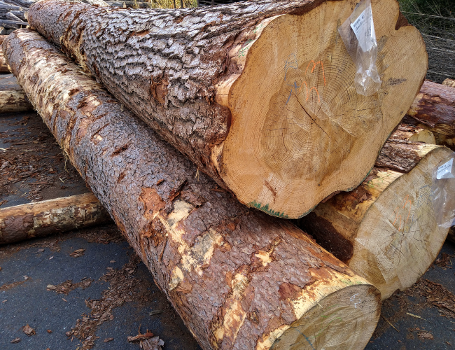 国産地松(アカマツ)について